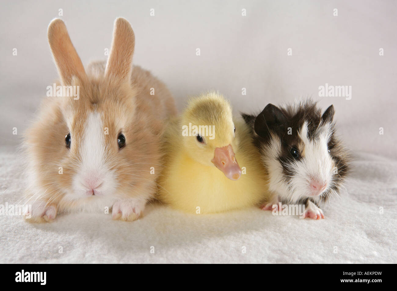 Rabbit duck pig hi-res stock photography and images - Alamy