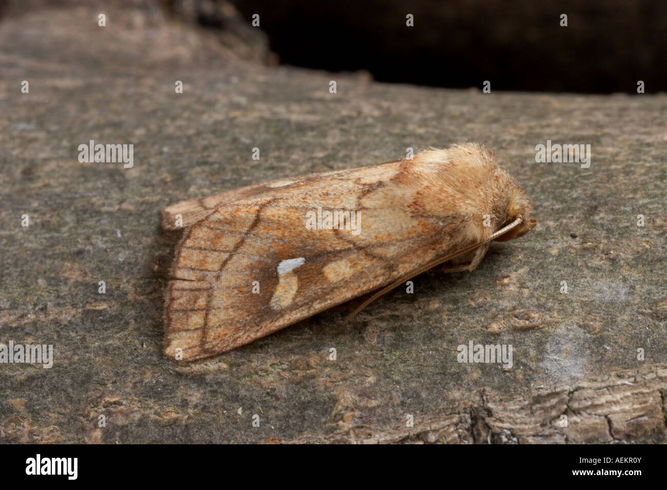 Brown Line Bright Eye - Mythimna conigera Stock Photo