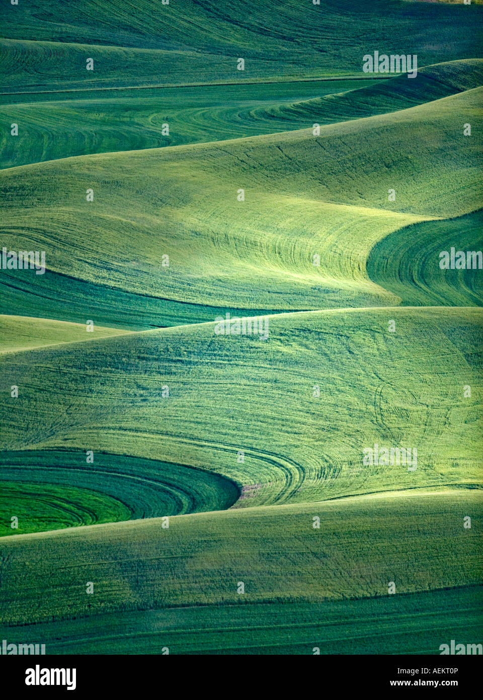 Large field of wheat The Palouse near Colfax Washington Stock Photo