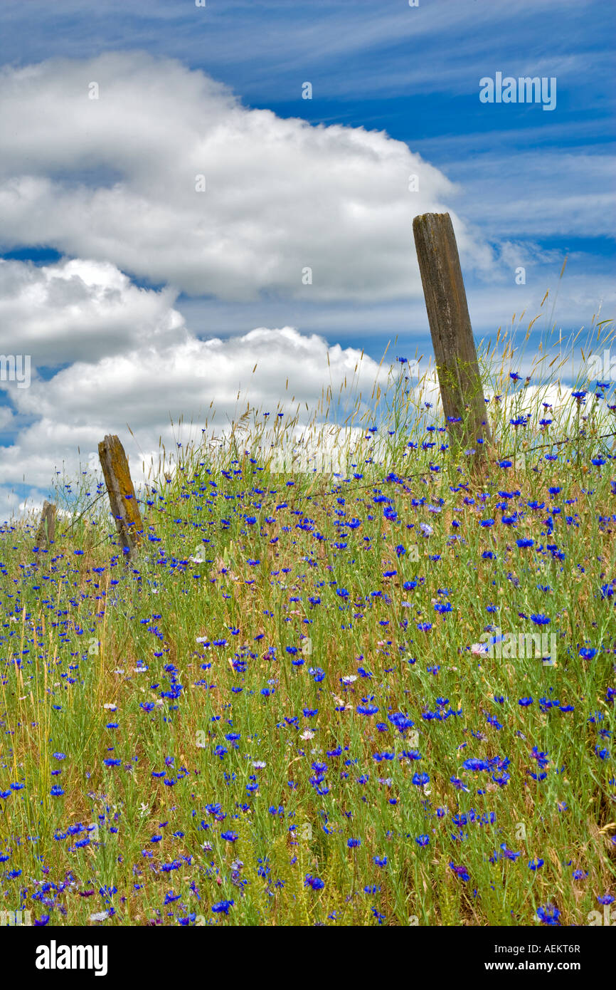 Old fence in pasture with bachelor button wildfloweers the Palouse Washington Stock Photo