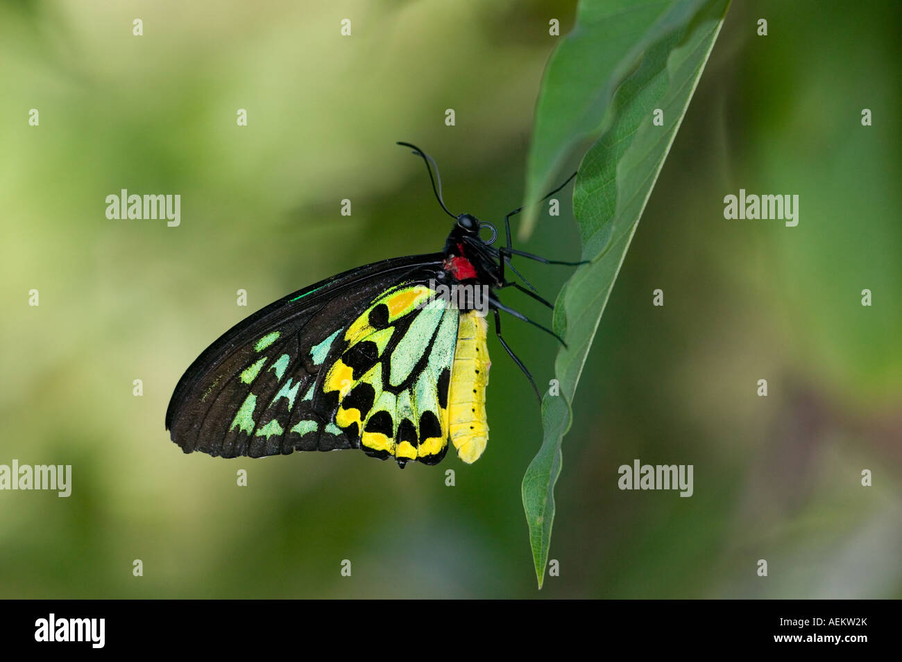 Ornithoptera richmondii (Richmond birdwing) butterfly in flight about