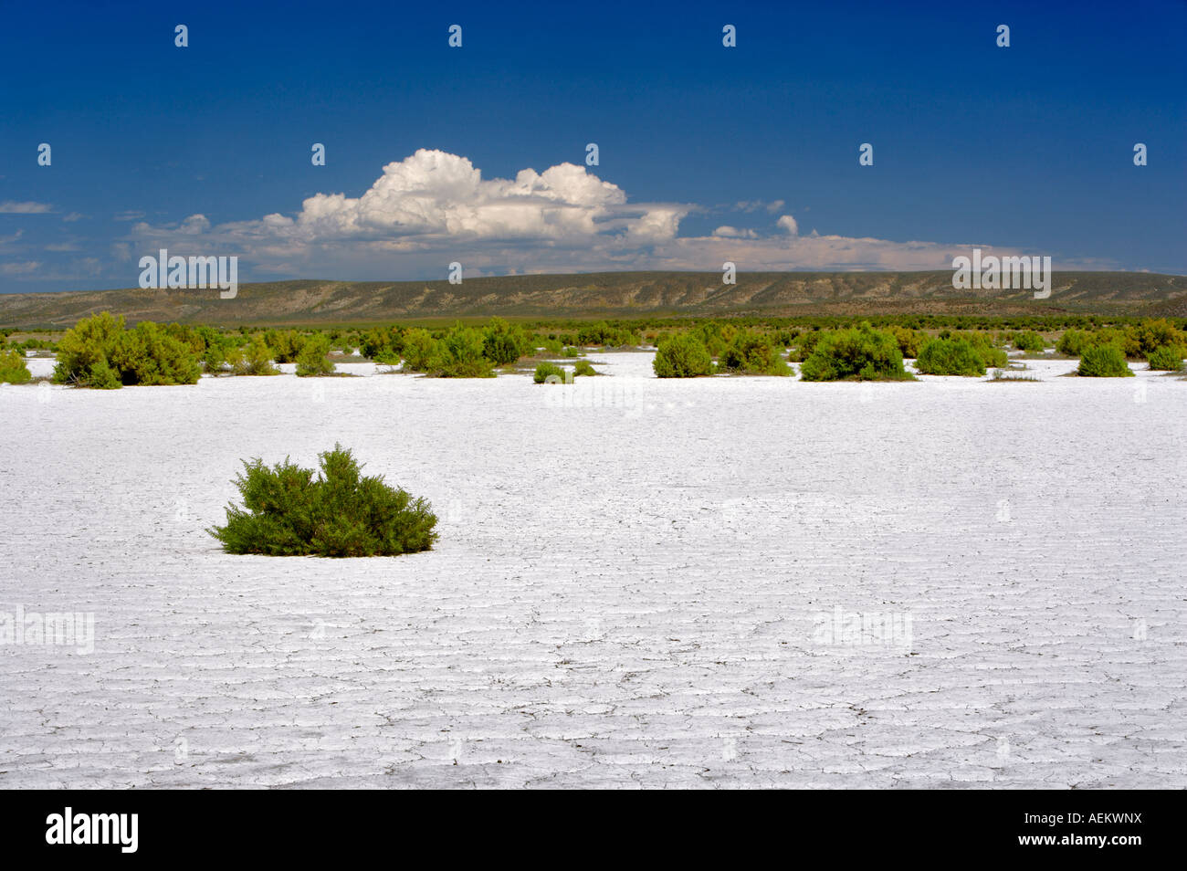 Alkali desert hires stock photography and images Alamy