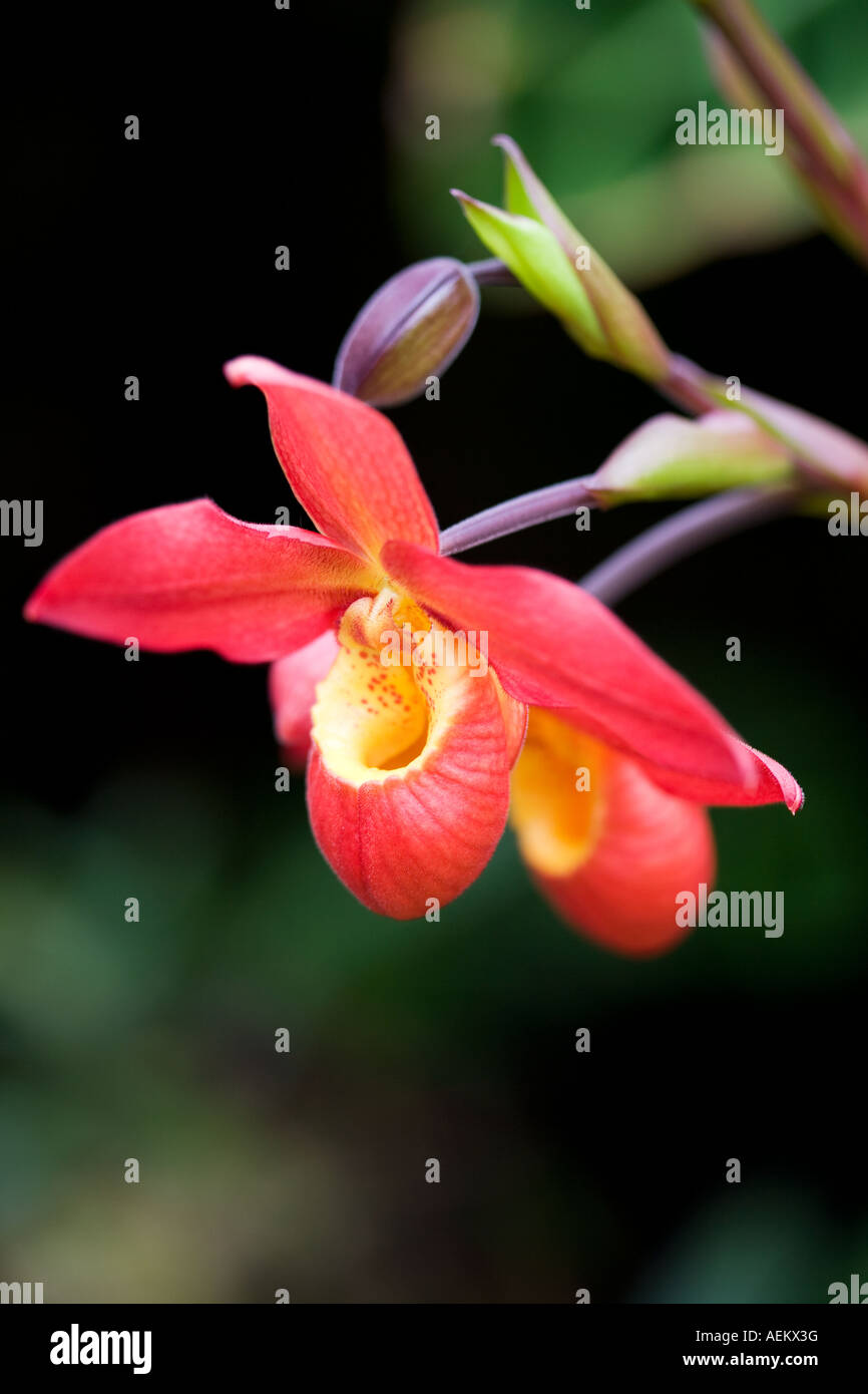 Close up of a Phragmipedium Orchid - Sunset Glow Stock Photo