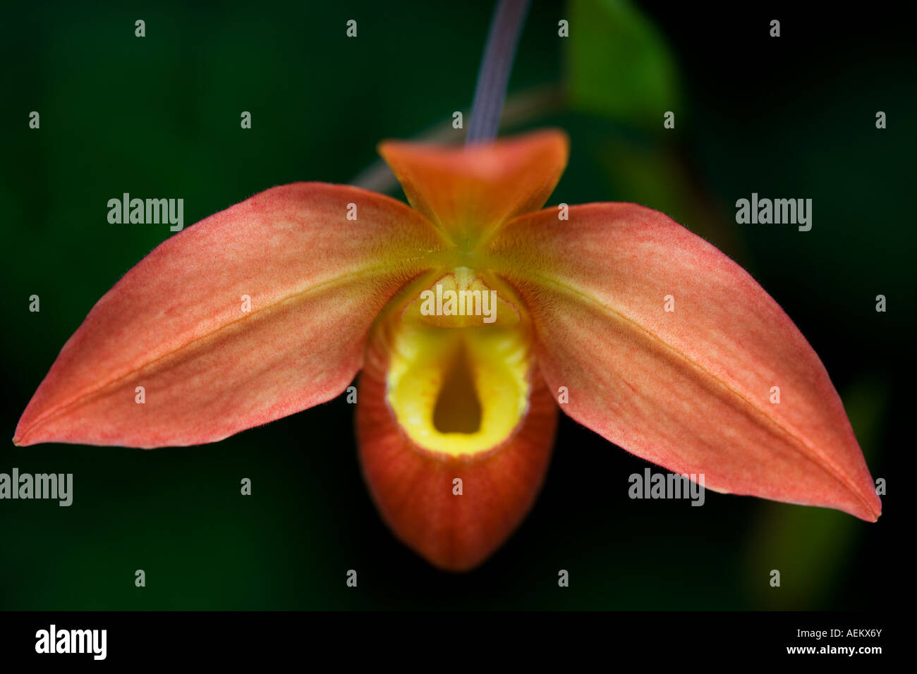 Close up of a Phragmipedium Orchid Stock Photo