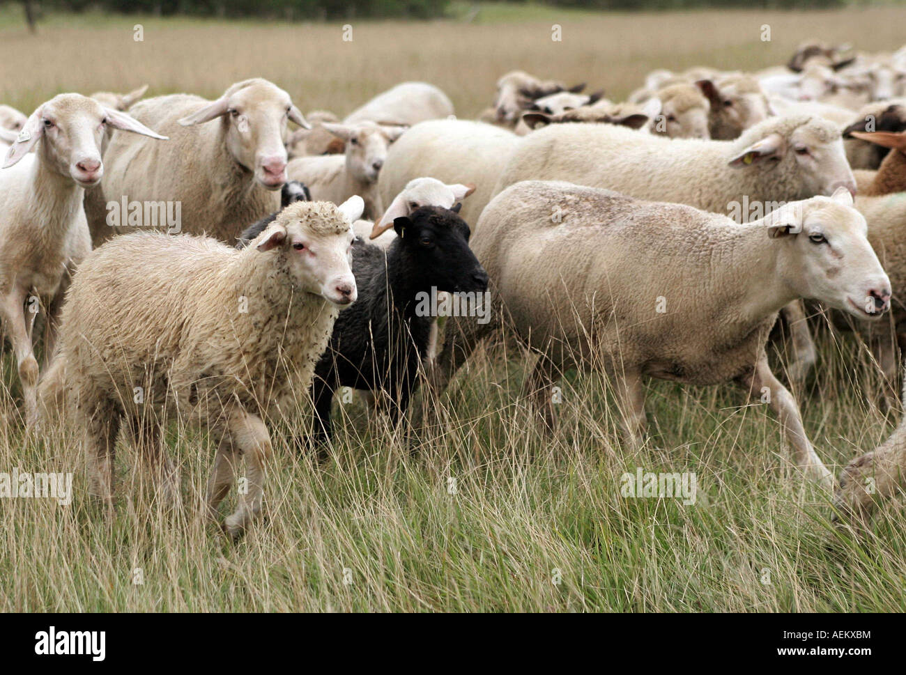 Schafe Schafherde mit schwarzem Schaf laufen vor den Toren Muenchens auf einer Wiese Froettmaninger Heide Muenchen am 18 08 2007 Stock Photo