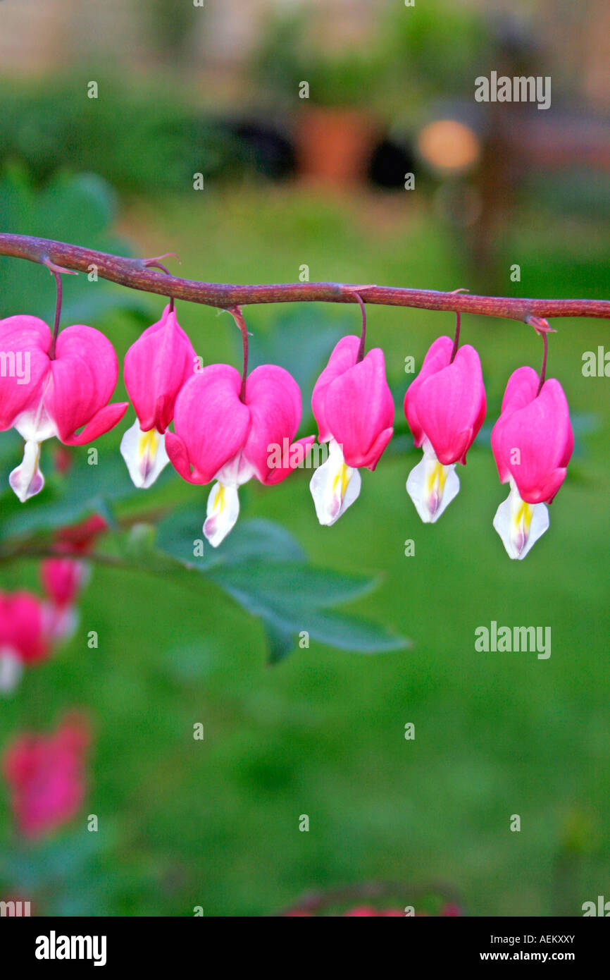 DICENTRA SPECTABILIS. BLEEDING HEART Stock Photo Alamy