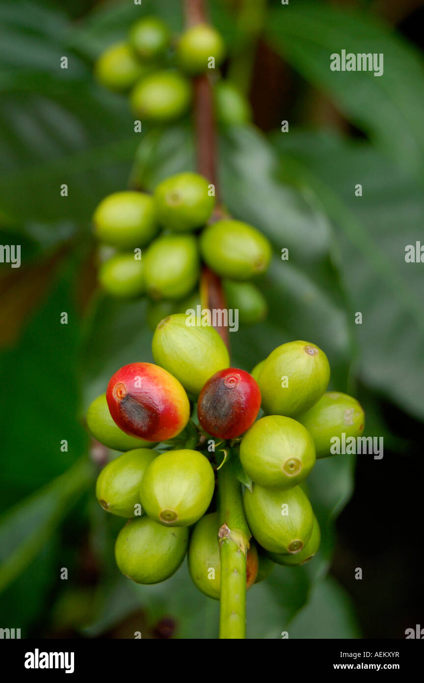 hawaiian coffee beans Stock Photo Alamy