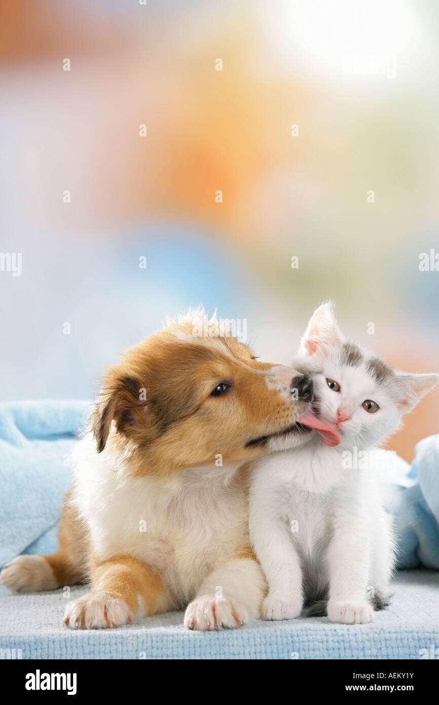 Can Puppies And Kittens Be Friends