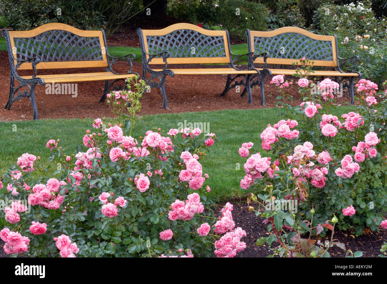 Royal Bonica roses and three benches Heirloom Gardens Oregon Stock Photo
