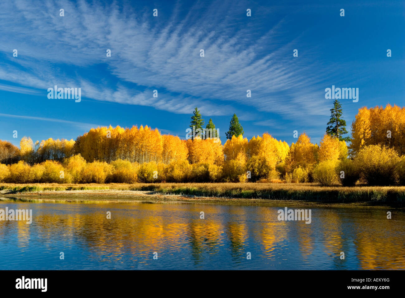 Fall colored aspen trees and Deschutes River Central Oregon Stock Photo
