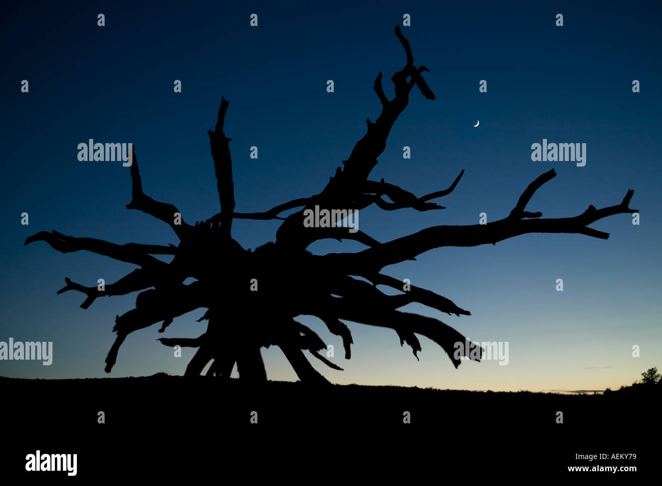 Bristol Cone Pine Hi Res Stock Photography And Images Alamy