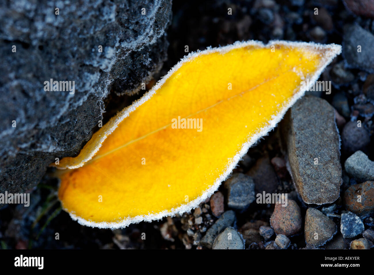 Aspen leaf with rim frost Elk Lake Central Oregon Stock Photo