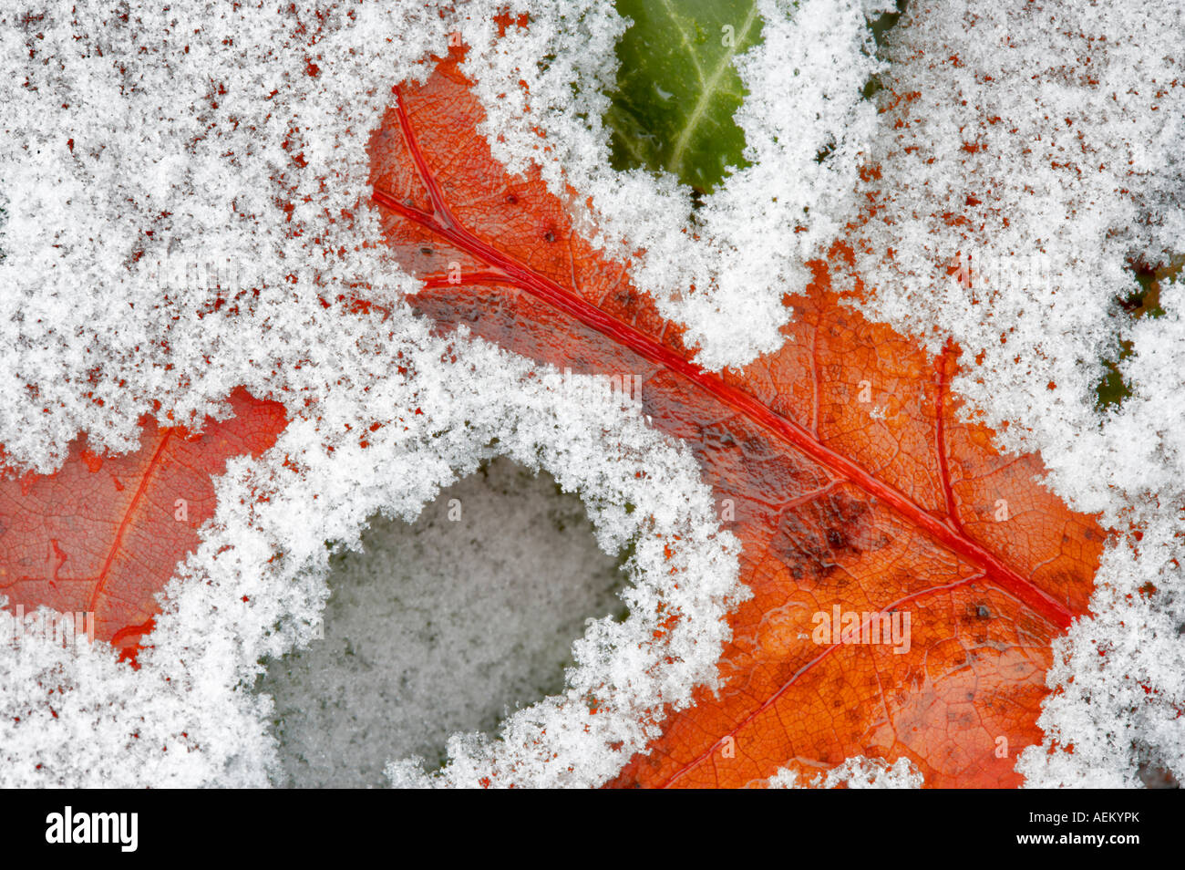 Oak leaf with hoar frost Wilsonville Oregon Stock Photo - Alamy