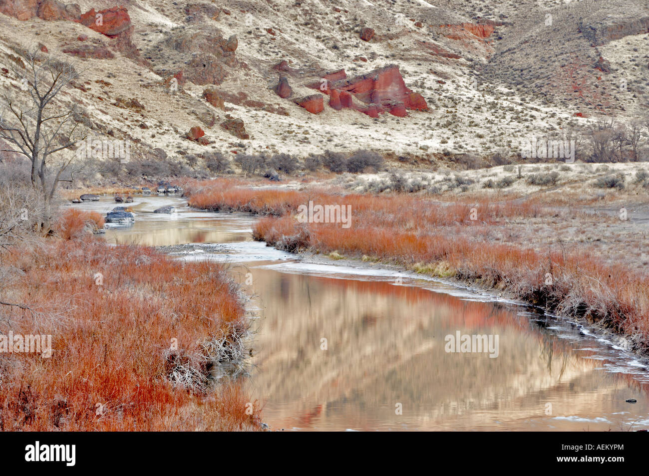 Red Willow in winter on Owyhee River Oregon Stock Photo
