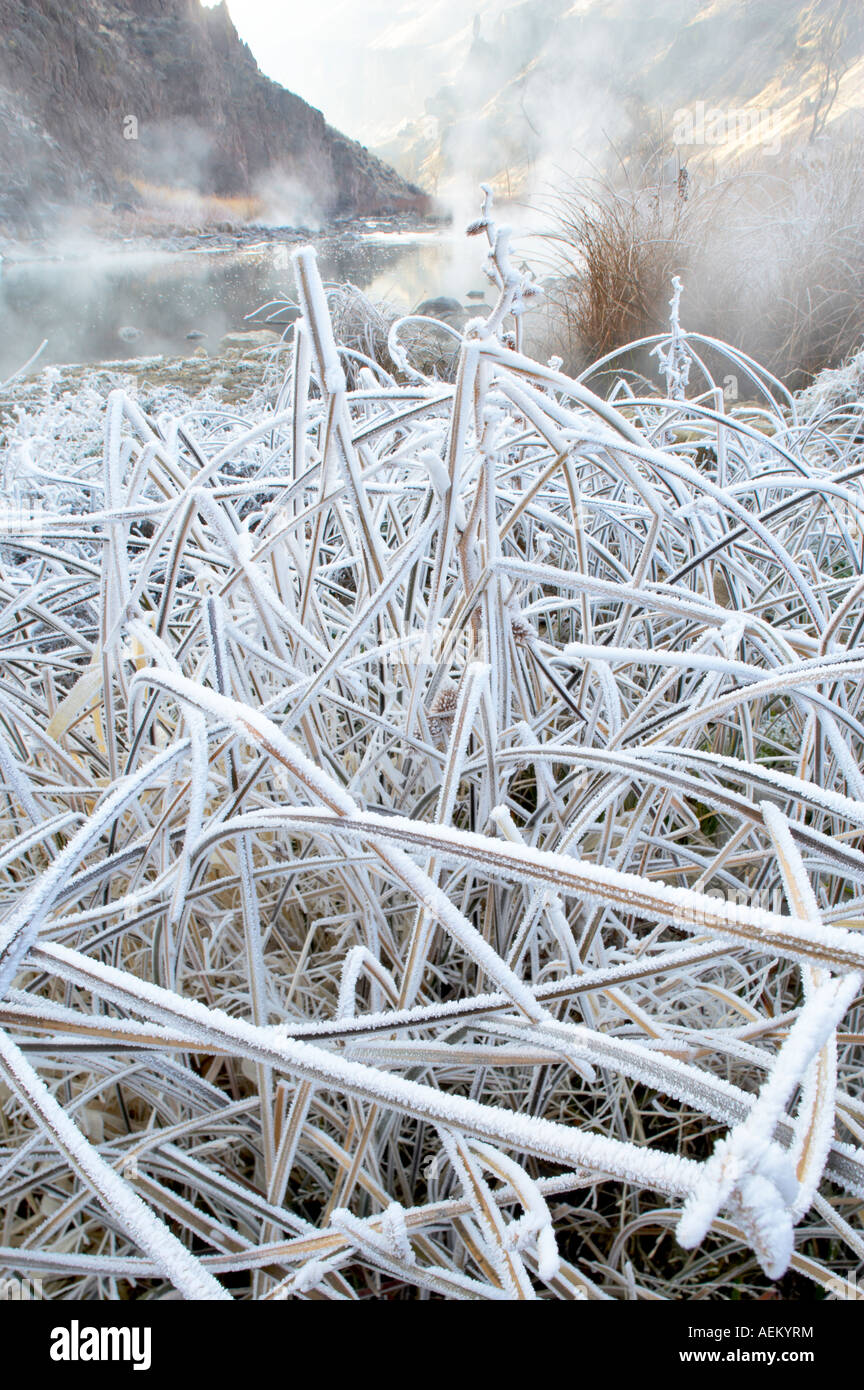 Frost on grass at Snively Hot Spring Owyhee River Oregon Stock Photo