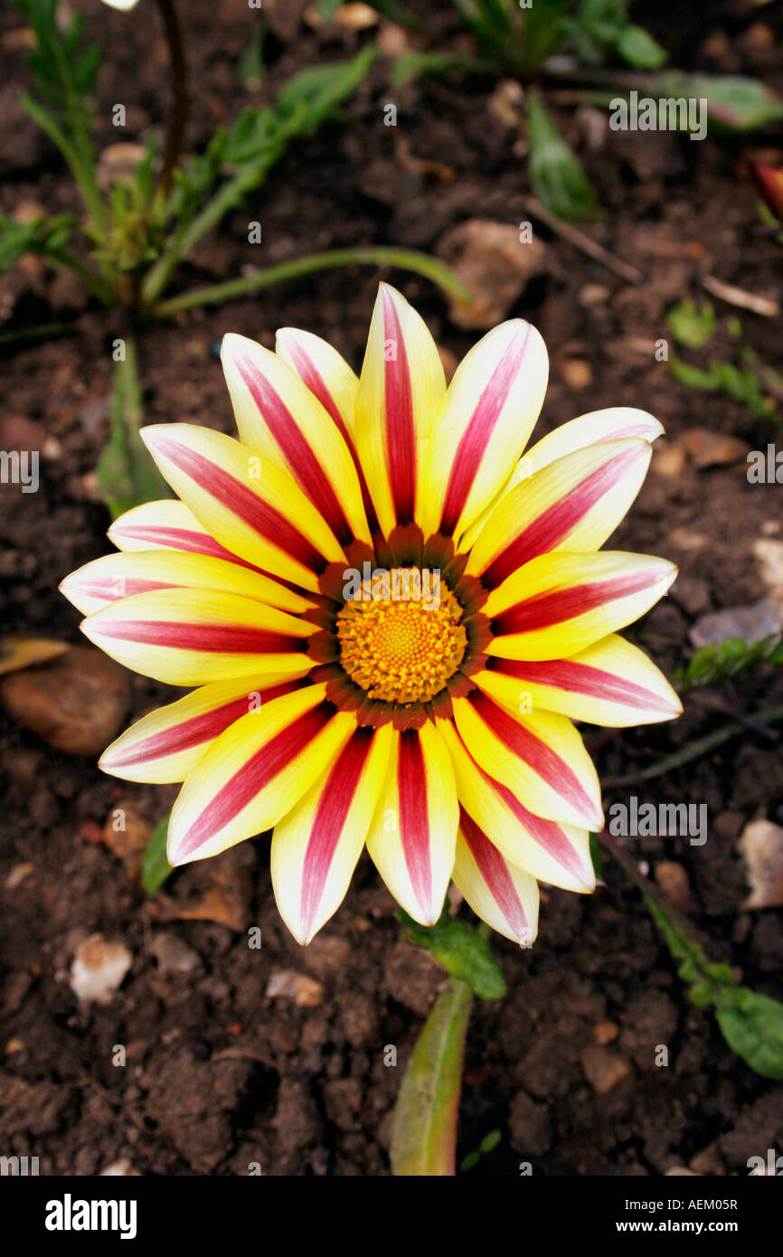 GAZANIA. TIGER STRIPES Stock Photo Alamy