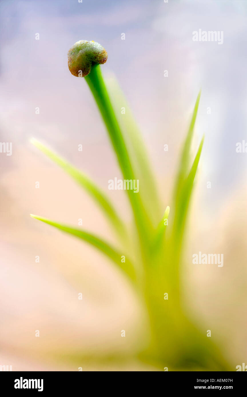 White lily flower parts hi-res stock photography and images White lily flower parts hi-res stock photography and images