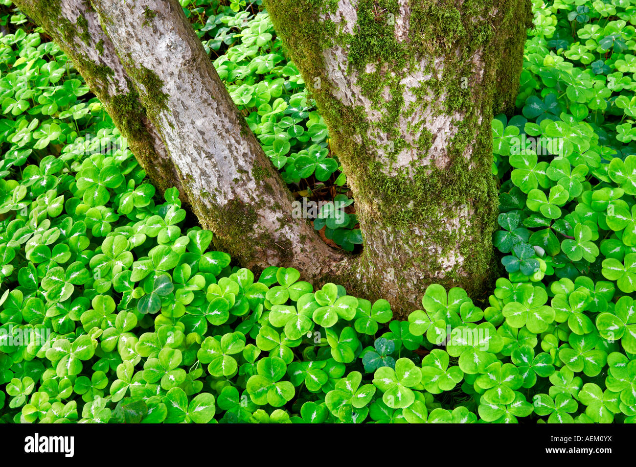 Oxalis at base of tree Bishops Close gardens Portland Oregon Stock ...