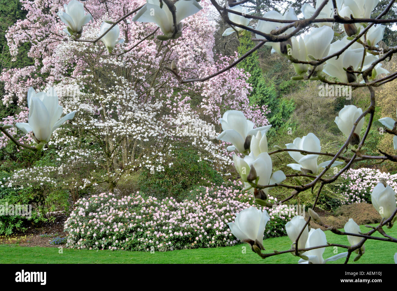 Magnolia dawsoniana and rhododendrons in bloom Bishops Close gardens Portland Oregon Stock Photo