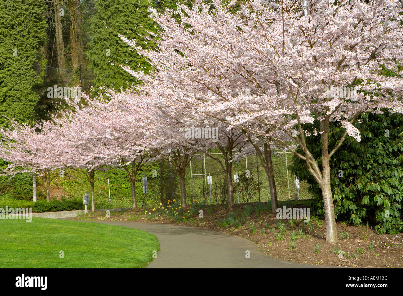 Cherry trees blooming at Portland Rose Gardens Portland Oregon Stock Photo
