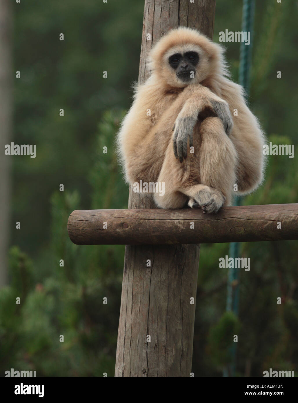 A frowning Monkey at South Lakes Animal Park Stock Photo - Alamy