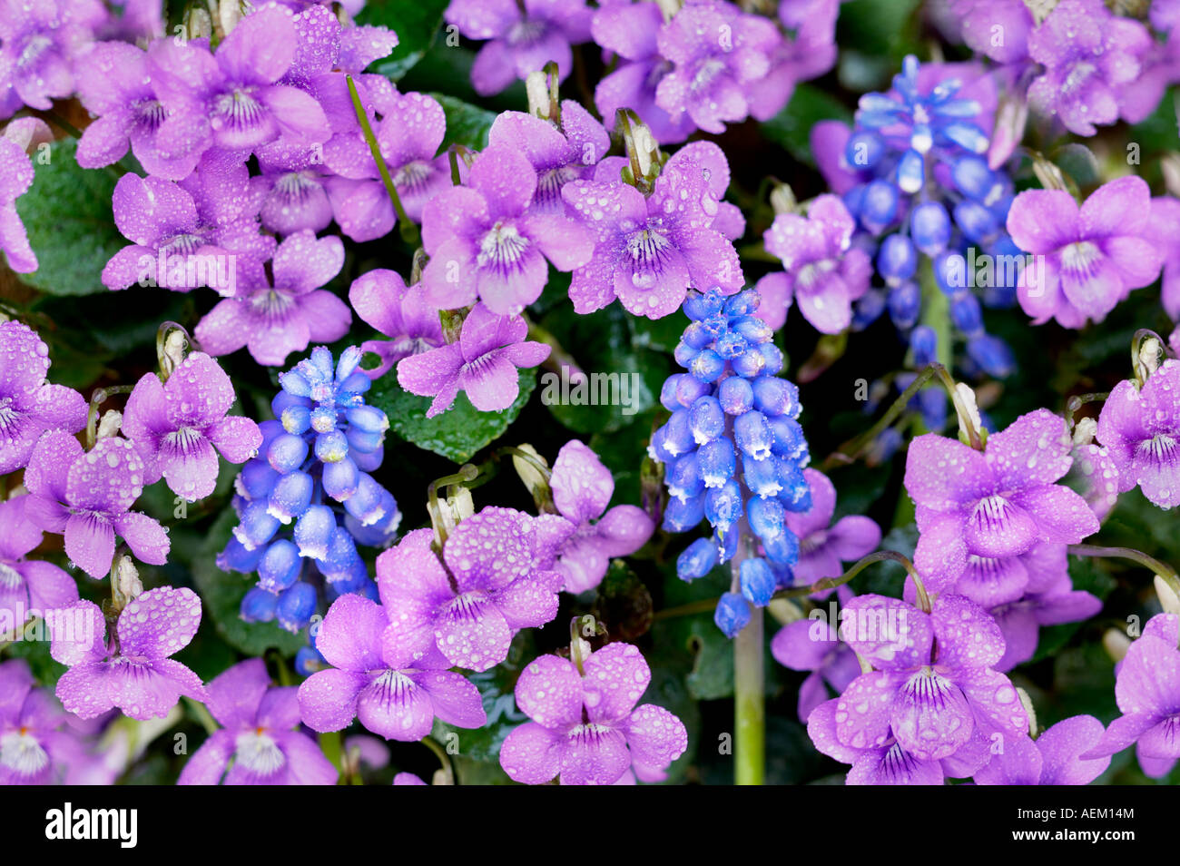 Dog Violet Viola riviniana with blue Grape Hyacinth flowers Stock Photo