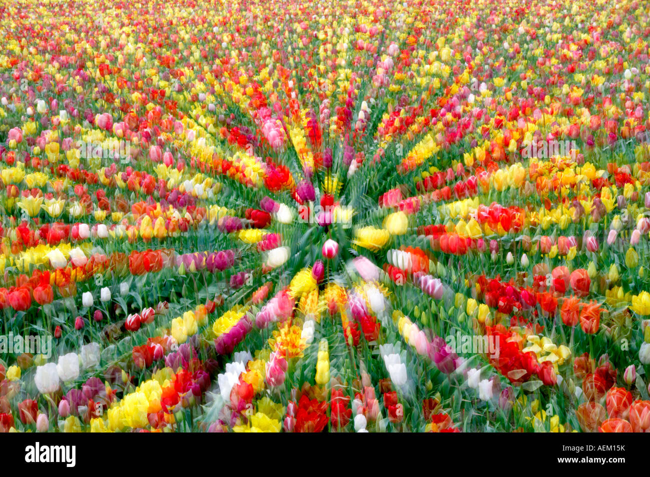 Zoomed in tulips Wooden Shoe Tulip Farm Woodburn Oregon Stock Photo