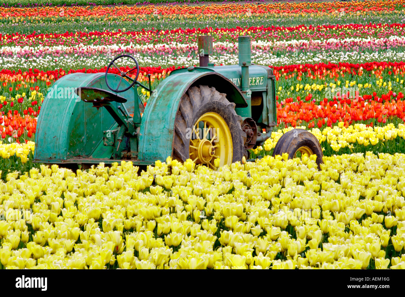 John Deer Tractor in tulip filed Wooden Shoe Tulip Farm Woodburn Oregon