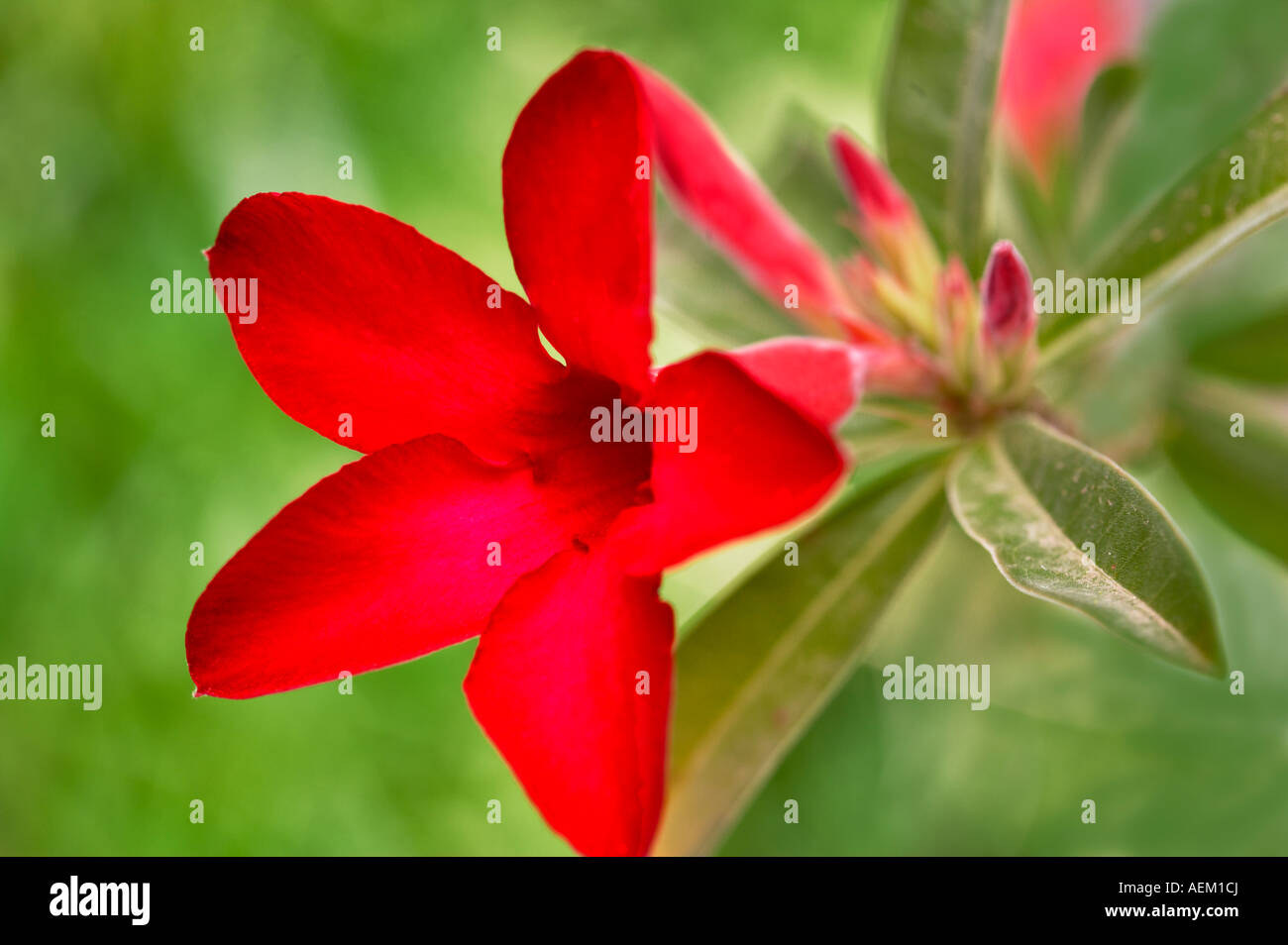 Crimson star flower Adenium Arizona Sonora Desert Museum Arizona Stock ...