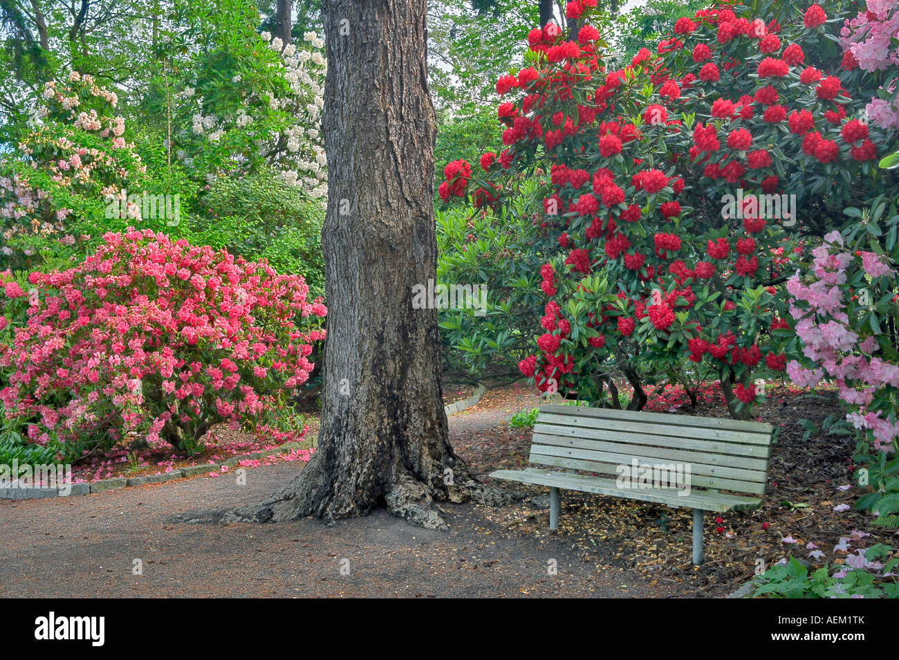 Bench and blooming rhododendrons at Crystal Springs Rhododendron Gardens Oregon Stock Photo