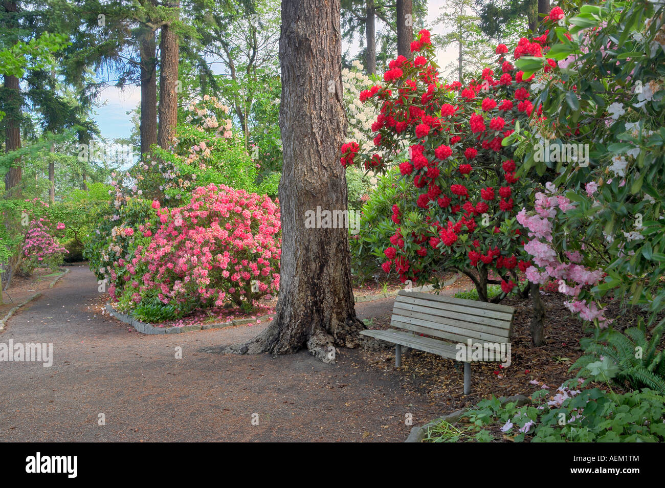Bench and blooming rhododendrons at Crystal Springs Rhododendron Gardens Oregon Stock Photo