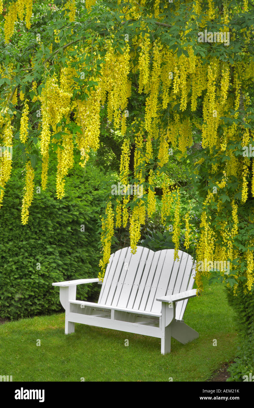 Bench and Golden Chain tree Schreiner s Iris Gardens Oregon Stock Photo