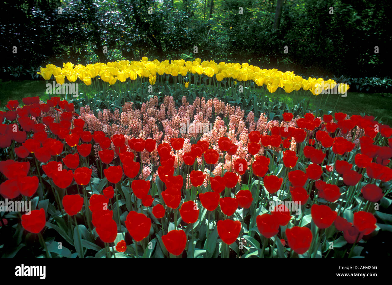 Tulips in Keukenhof Holland Stock Photo - Alamy