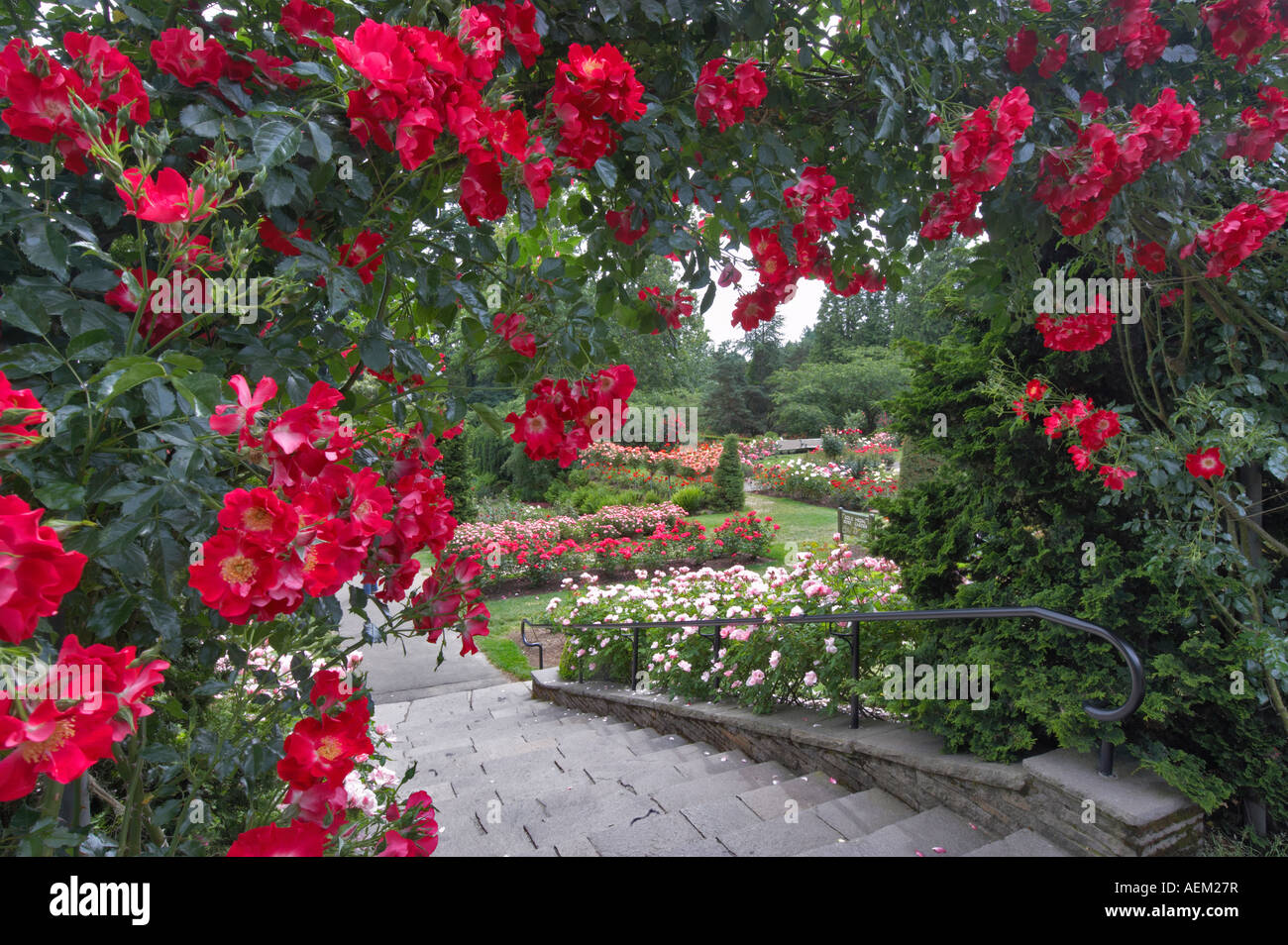 Rose archway Portland Oregon Rose Test Garden roses Stock Photo
