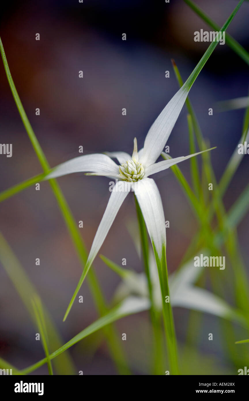 Dichromena colorata star grass growing along a stream at the Oregon Gardens Oregon Stock Photo