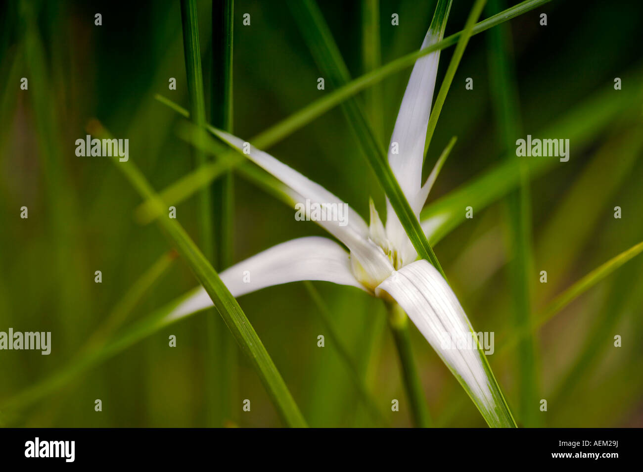 Dichromena colorata star grass Groing along a stream in Oregon Gardens Stock Photo