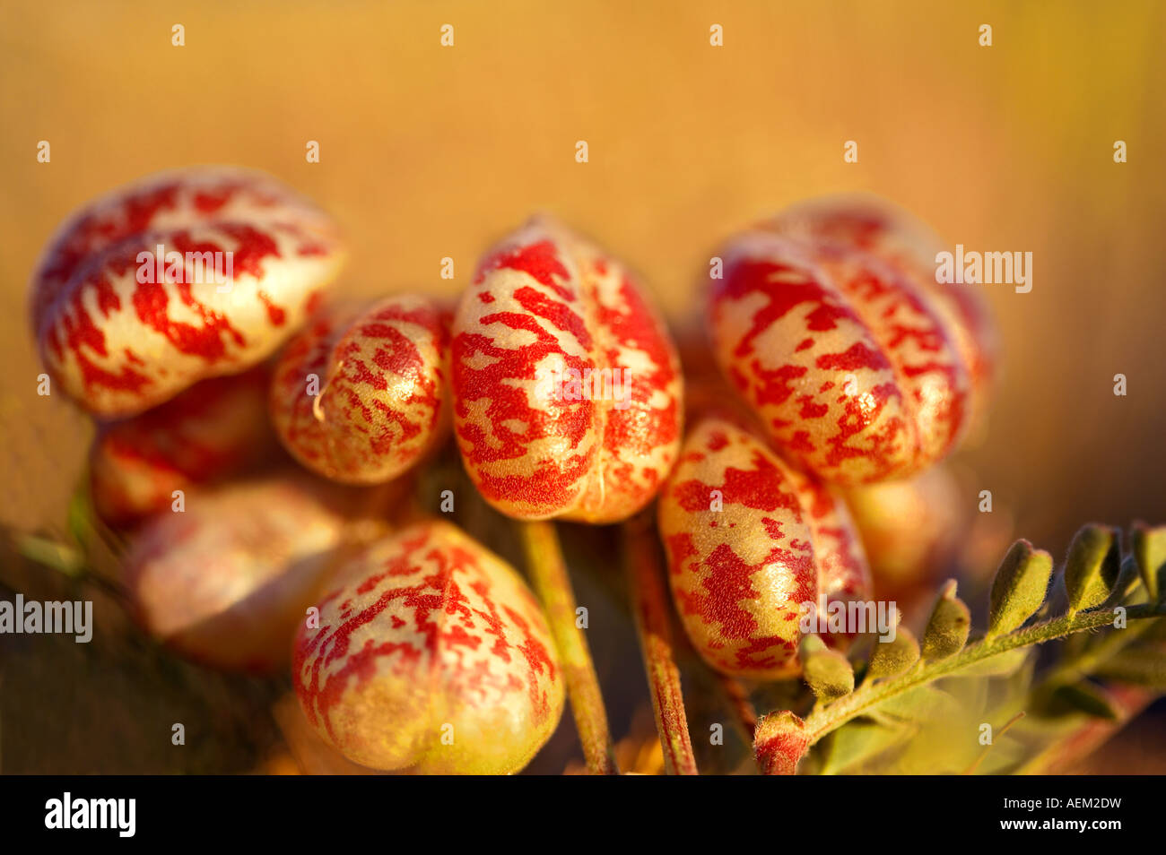 Locoweed Stock Photos & Locoweed Stock Images - Alamy