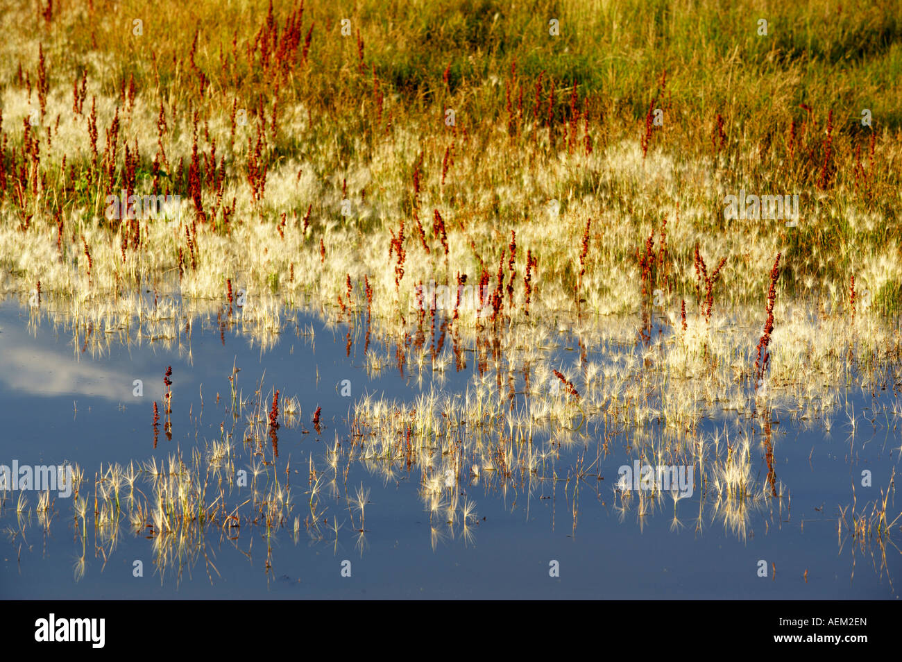 Pond with grasses reflected Black Rock Desert Nevada Stock Photo
