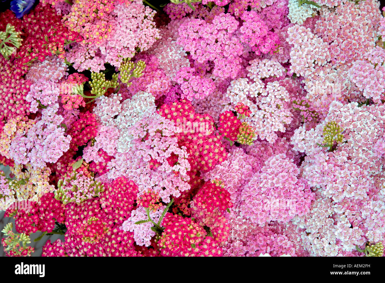 Mixed Yarrow Lake Oswego Farmers Market Oregon closeup of blossoms Stock Photo