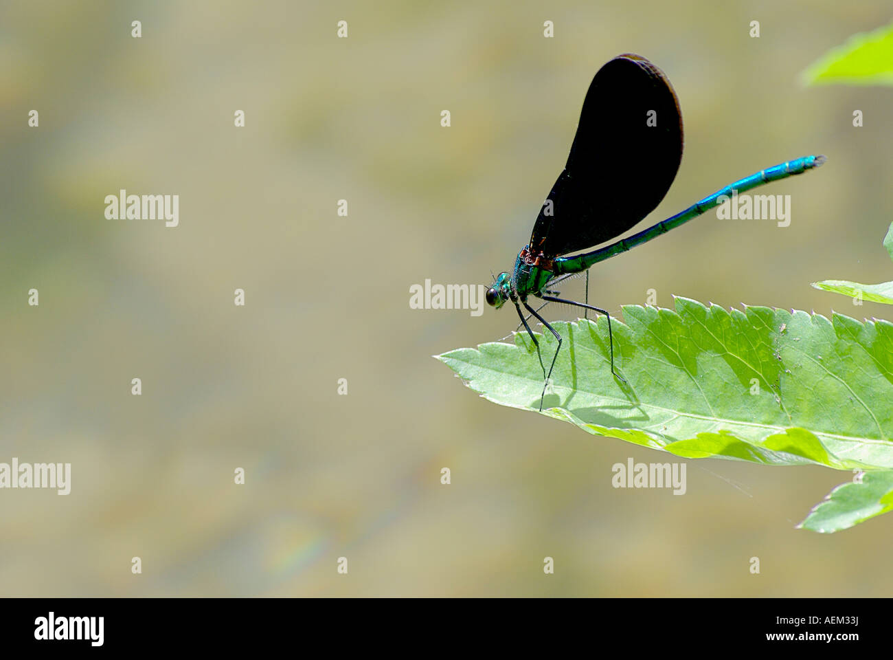 dragonfly Odonata Stock Photo