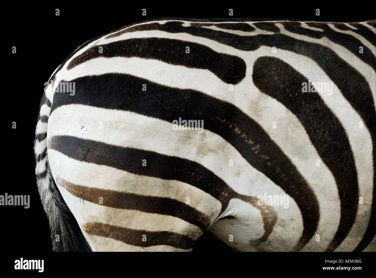 Zebra black background studio shot Stock Photo Alamy