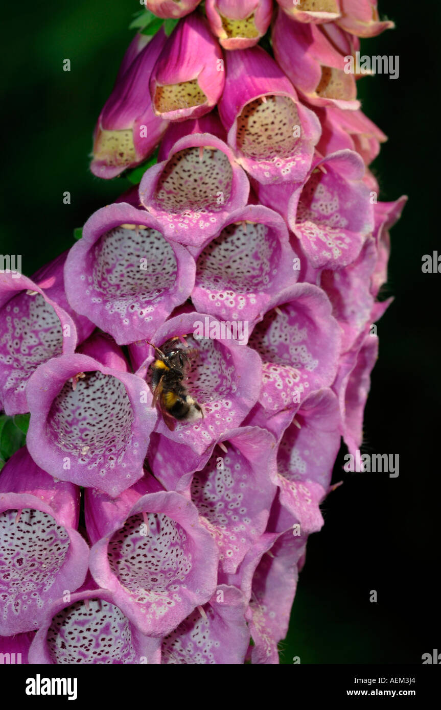 Garden flight insect flower hi-res stock photography and images - Alamy