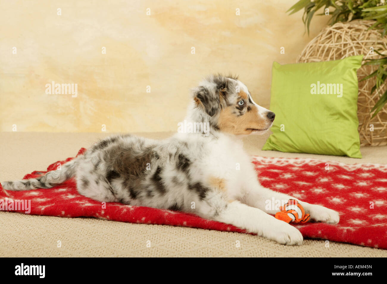 Australian Shepherd puppy Stock Photo