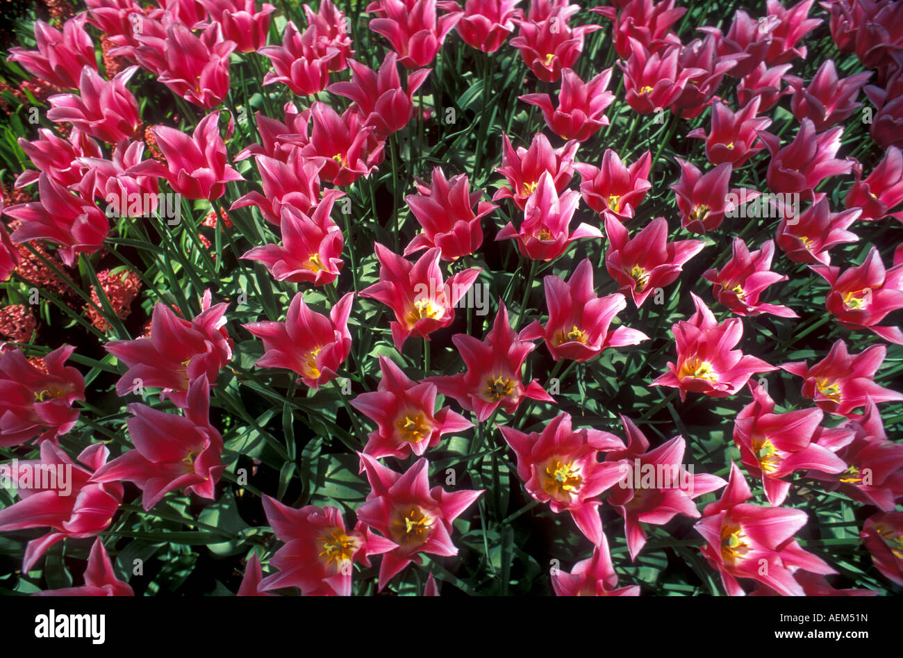 Tulips in Keukenhof Holland Stock Photo - Alamy