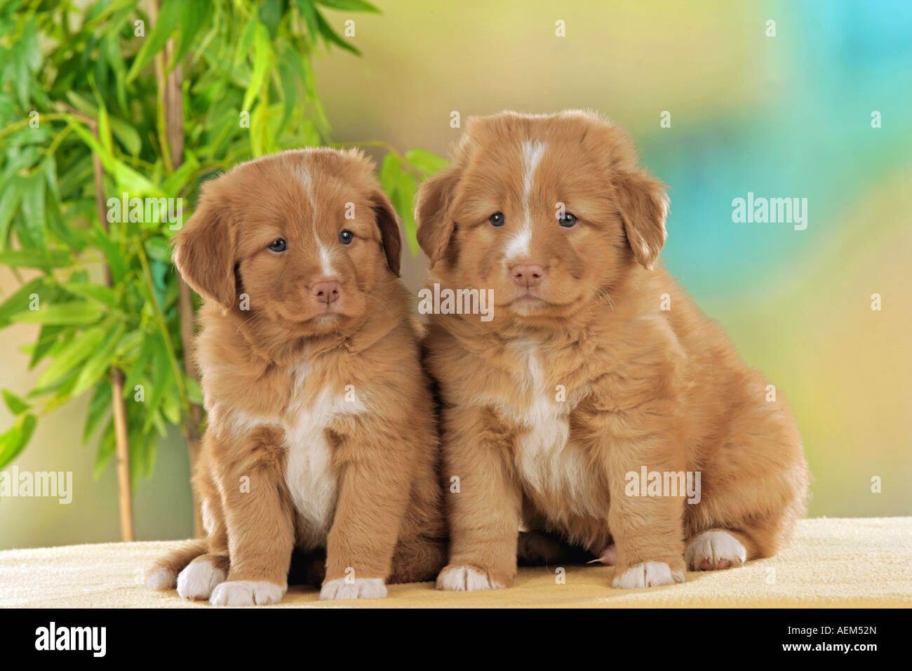 duck toller puppies