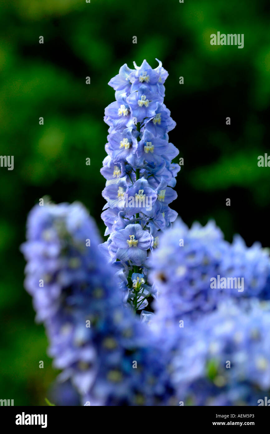 Light blue delphinium hi-res stock photography and images - Alamy