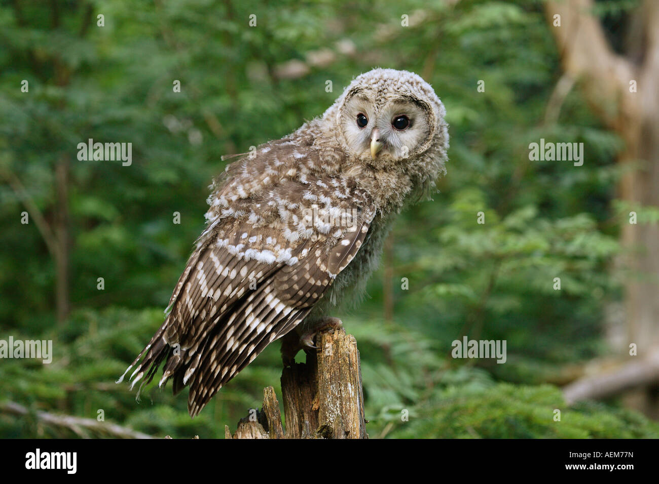 young ural owl on branch / Strix uralensis Stock Photo