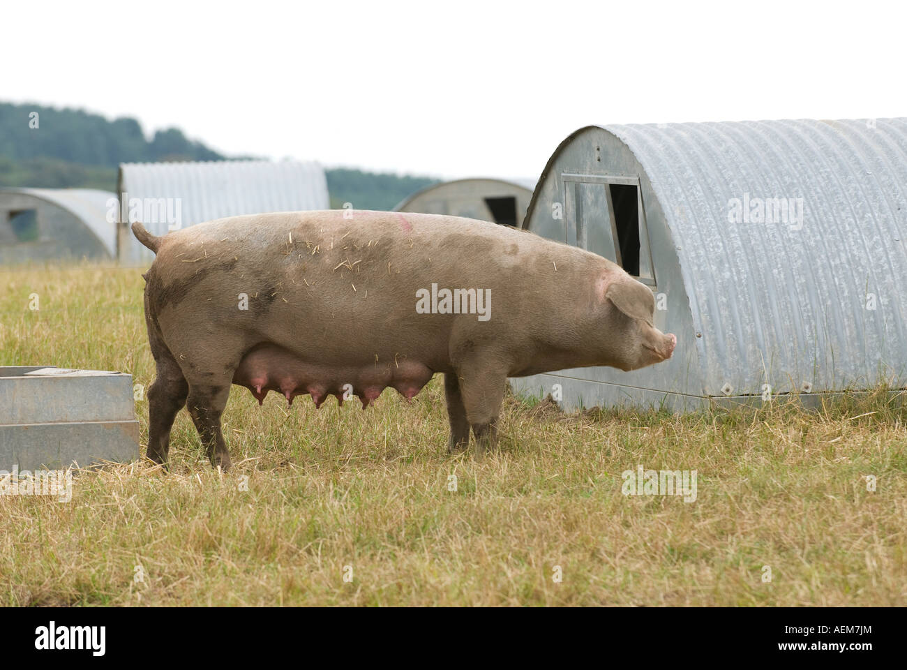Free range pig Stock Photo
