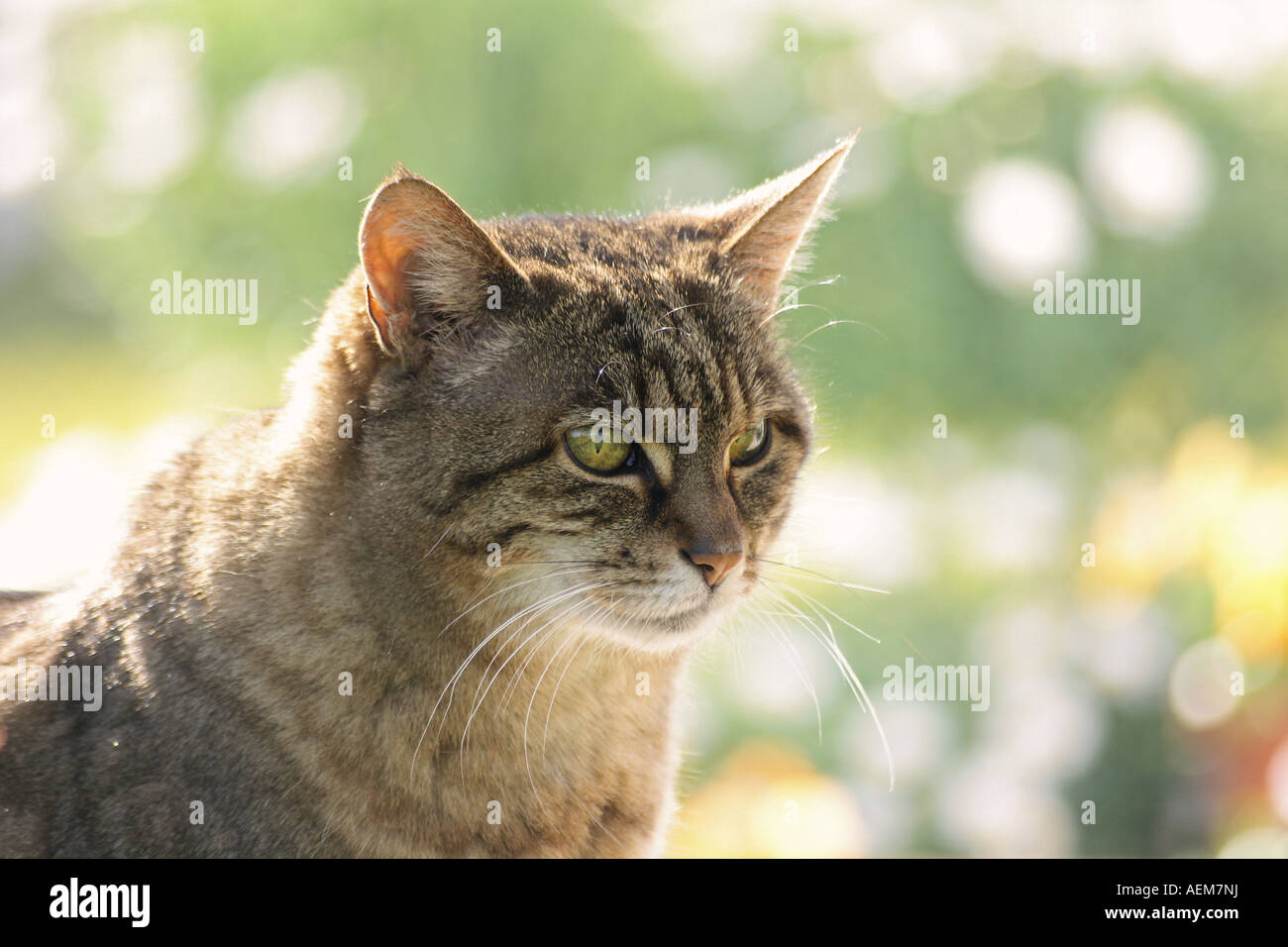 tabby domestic cat - portrait Stock Photo - Alamy