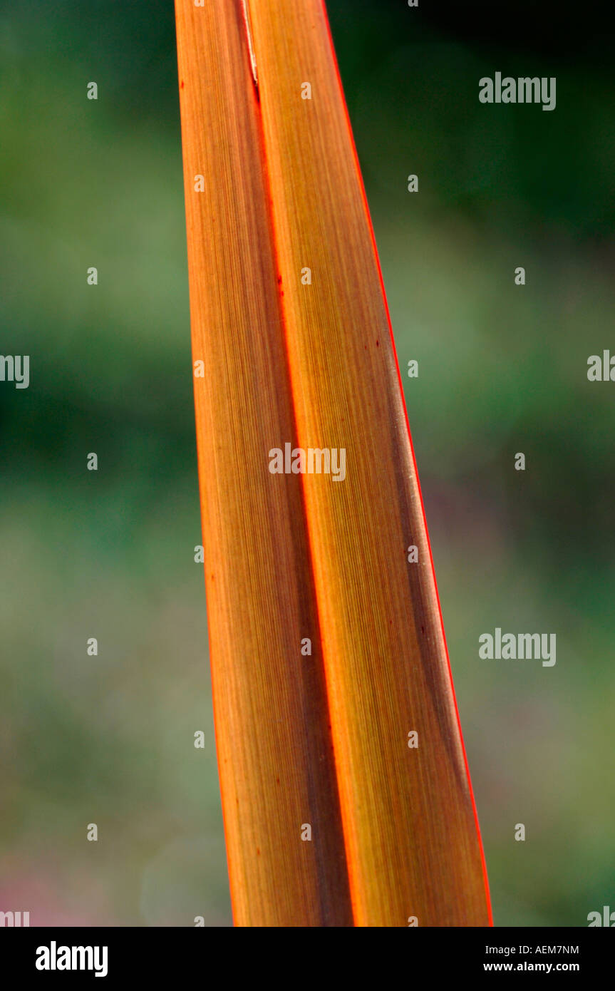 Phormium Leaf. Stock Photo